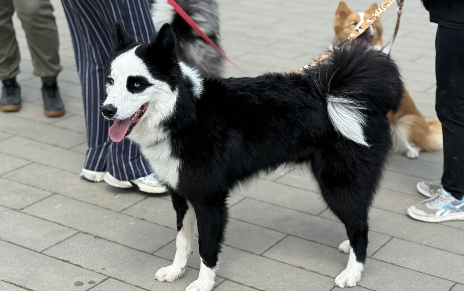 Pieskie lato pełne radości! Pierwszy Przecławski Dzień z Psem już za nami