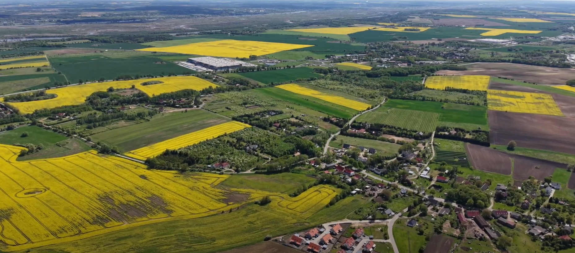 Niepokój na polach – rolnicy zaczynają żniwa, ale skupy pełne, a ceny zboża lecą w dół