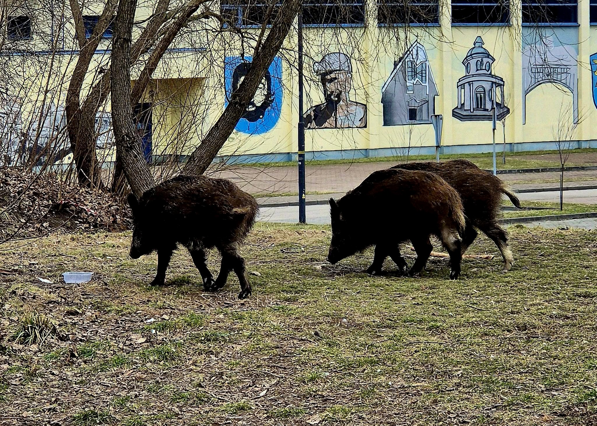 Uwaga, Polowanie! Sanitarny odstrzał dzików