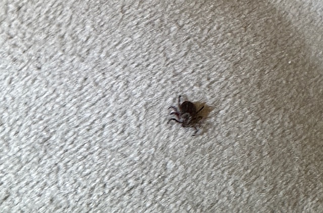 Chrońcie swoje czworonogi. Kleszcze już atakują