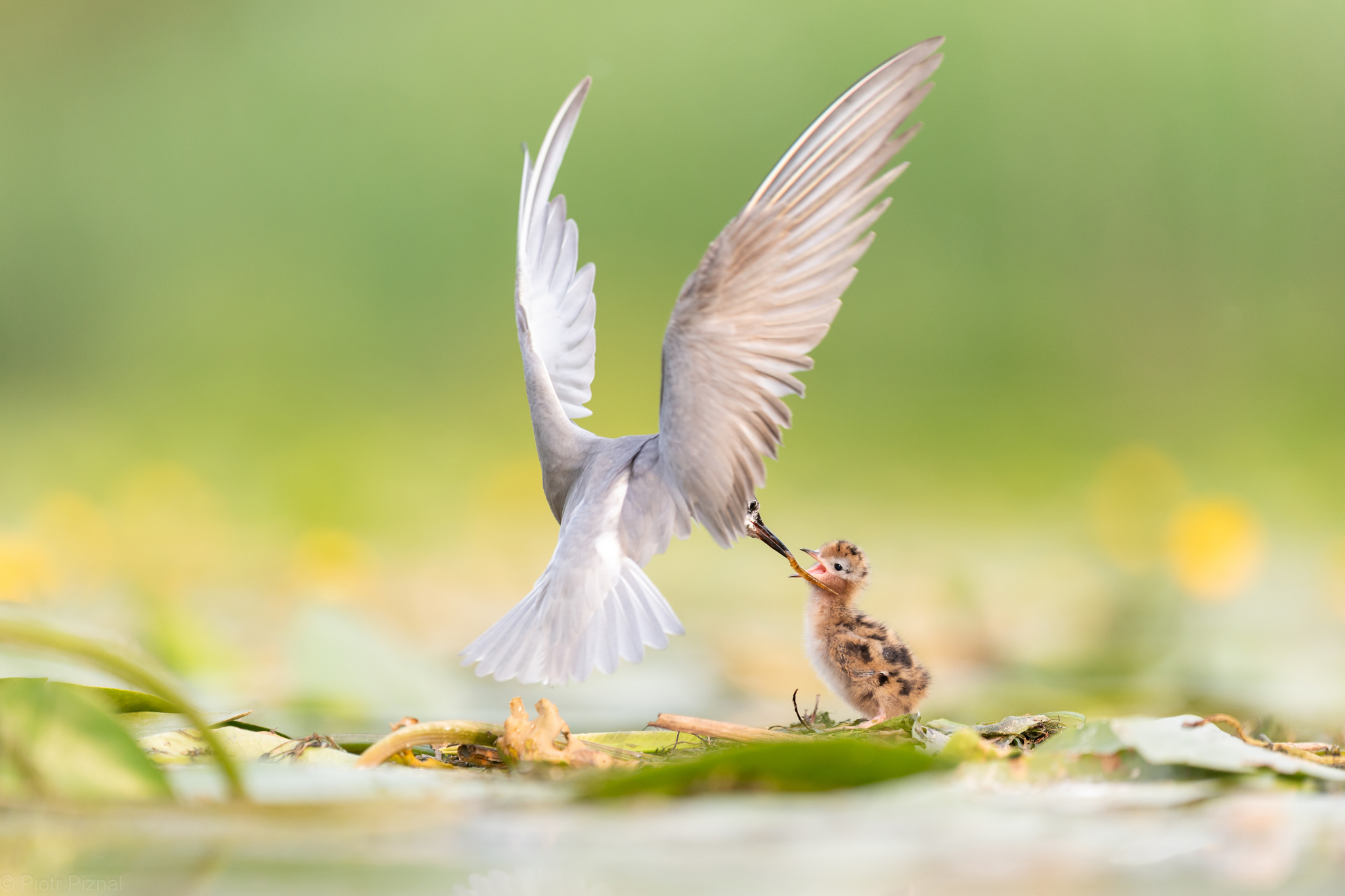 Międzyodrze w granicach parku? Kluczowe głosowanie w Kołbaskowie już 31 marca