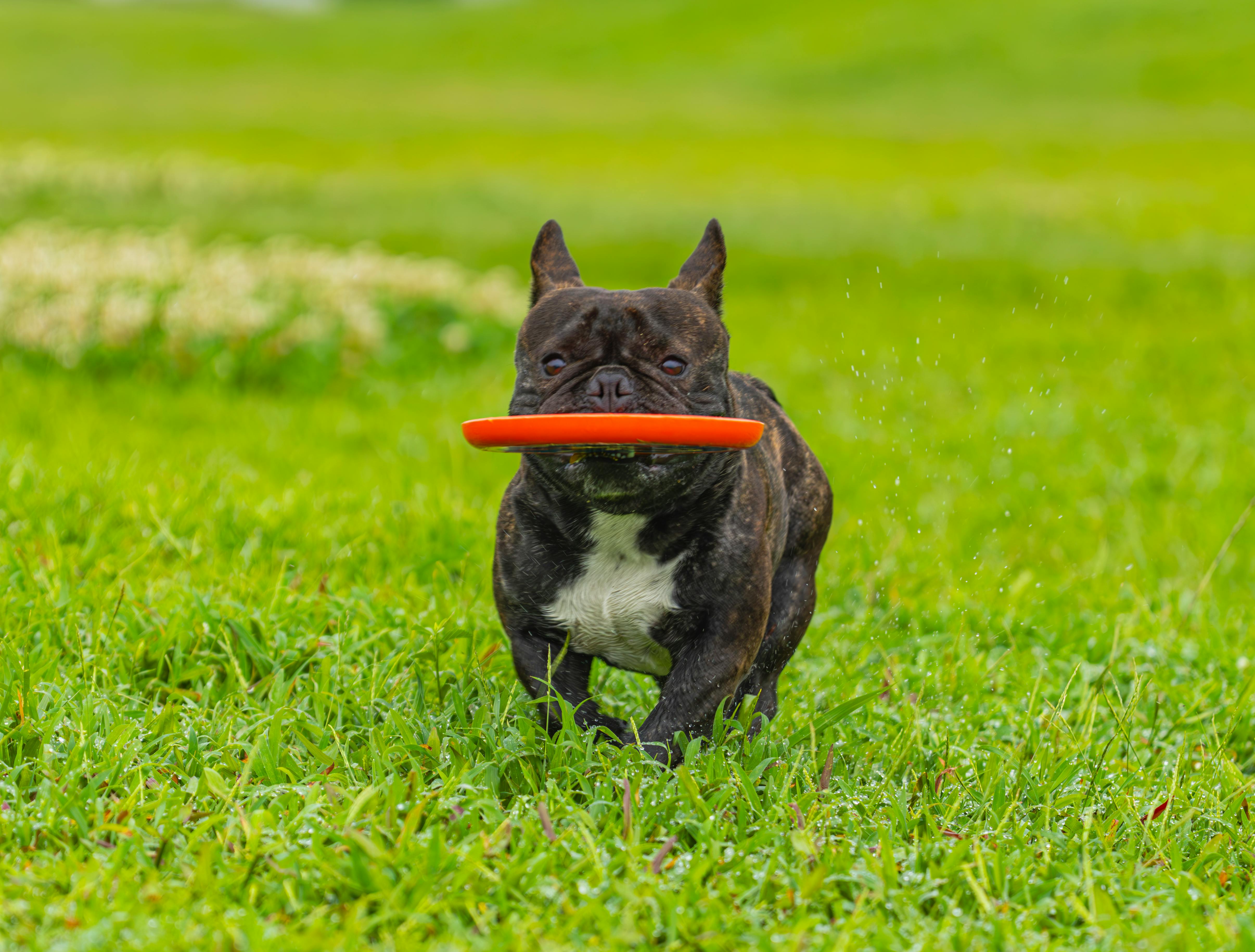 Rzuć to! Dog frisbee w Przecławiu – wakacyjna atrakcja nie tylko dla psów już dziś