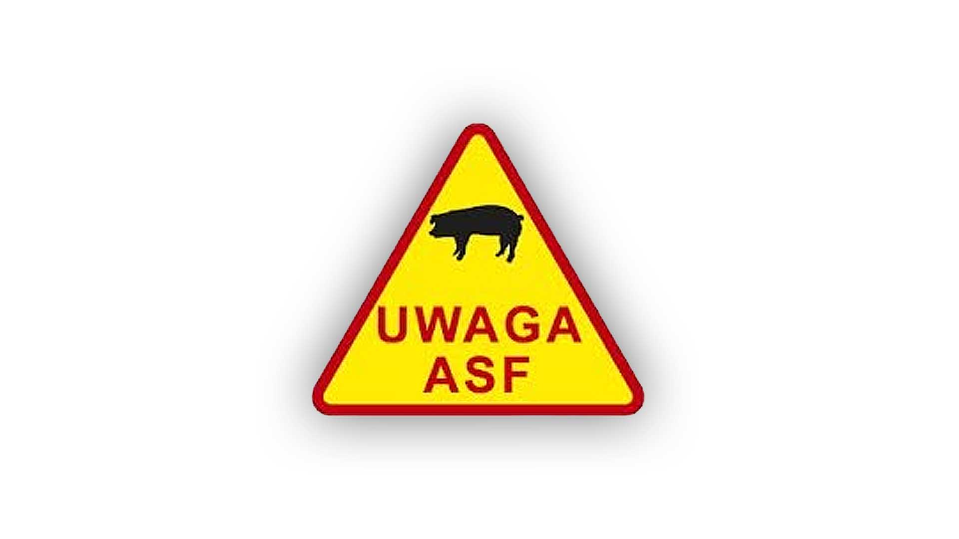 Uwaga na dziki. Gmina Kołbaskowo w strefie ASF
