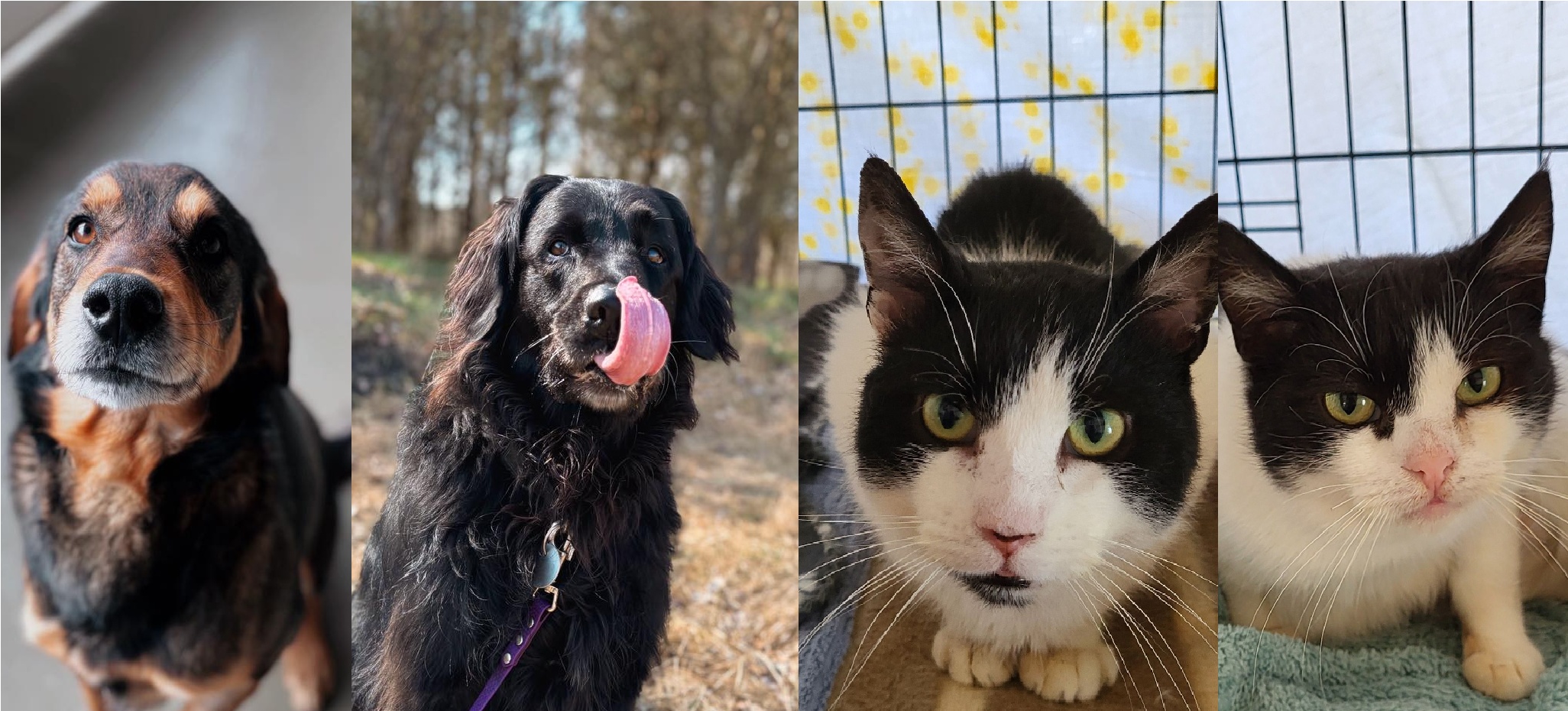 Dziś Dzień Zwierząt Bezdomnych. One wciąż czekają na dom