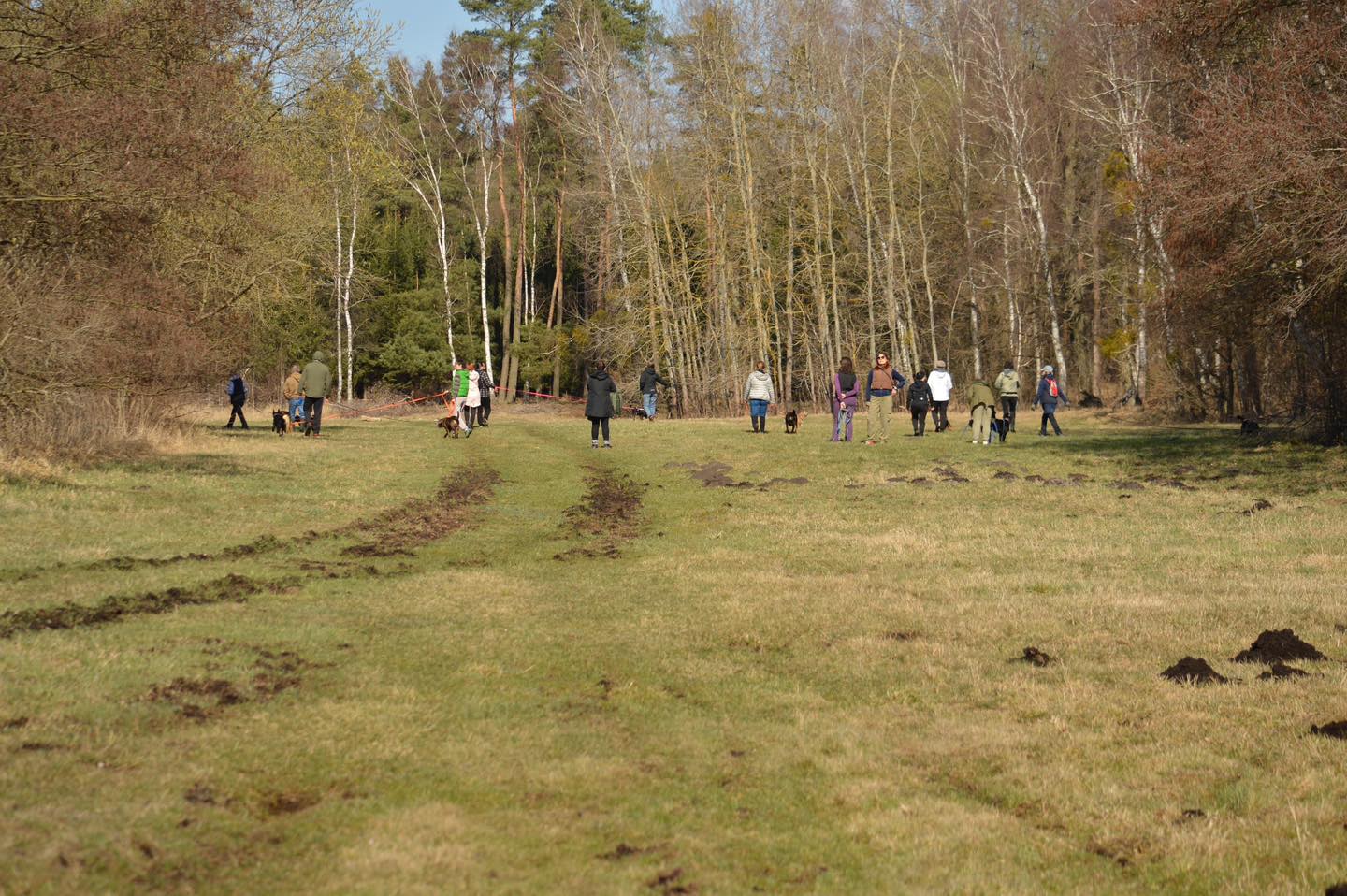 Spacer „Adopciaków” w Dobrej. Psy pokazują, że są gotowe na dom