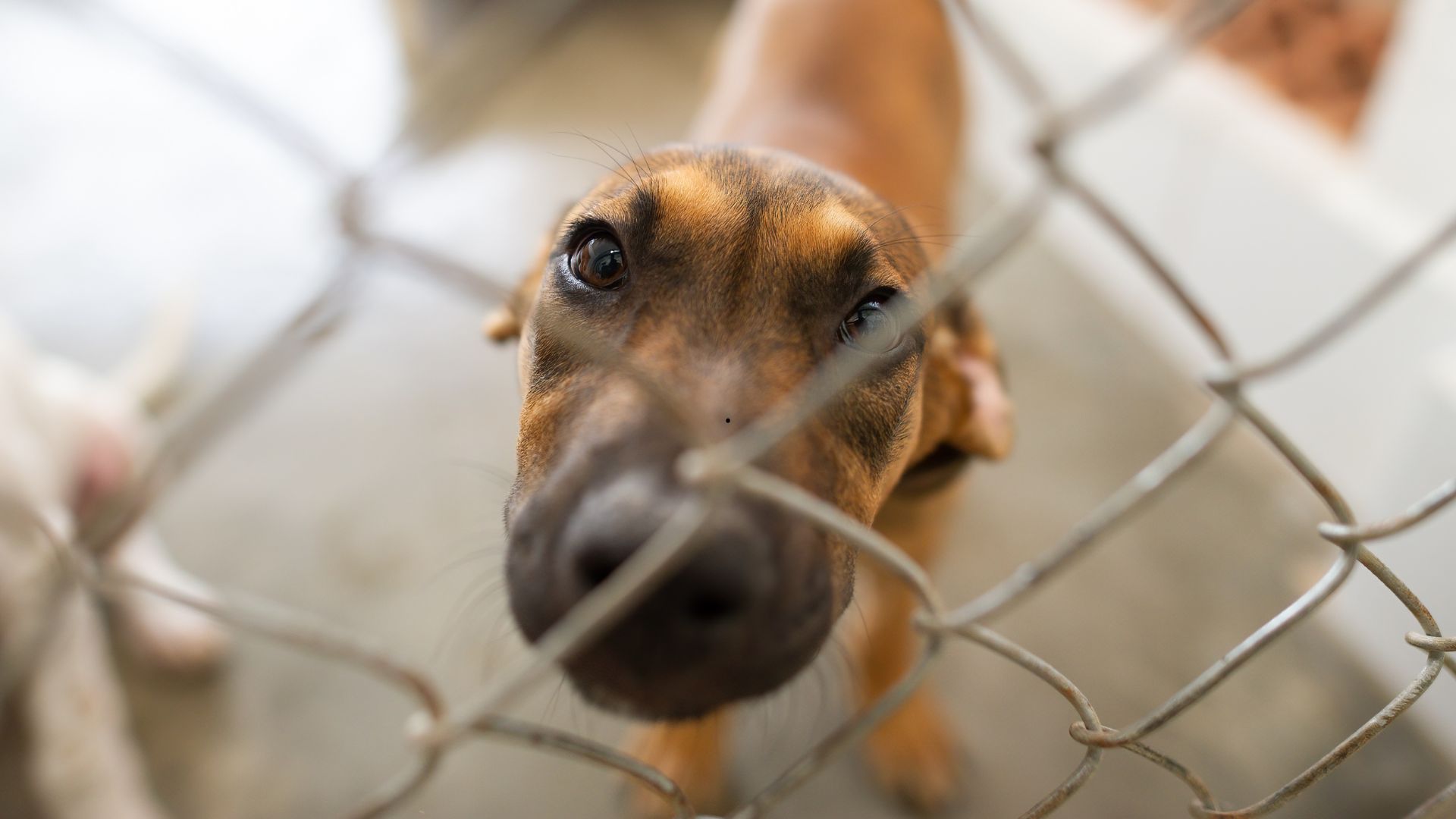 Schronisko w Dobrej apeluje o adopcje psów. „Zwierzę czuje – daj mu dom na zawsze”