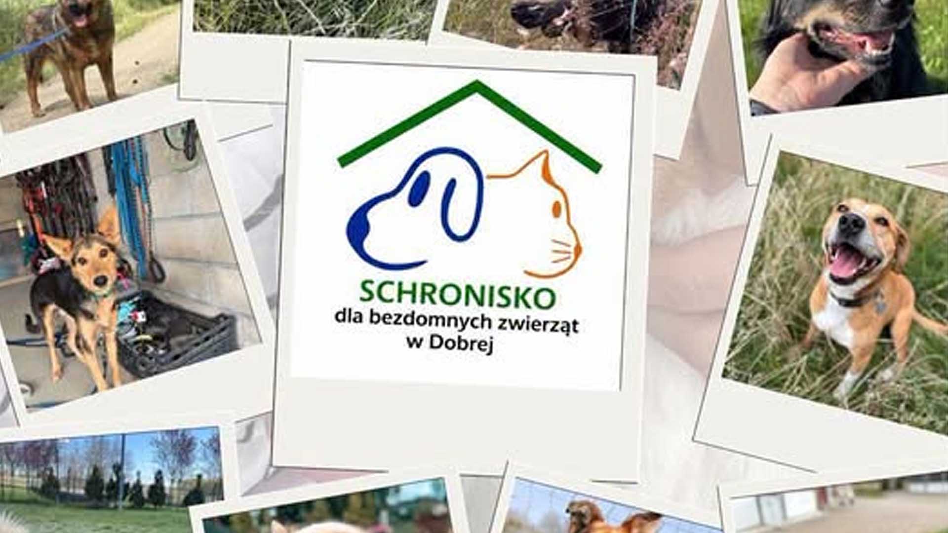 Dziś Międzynarodowy Dzień Psa!