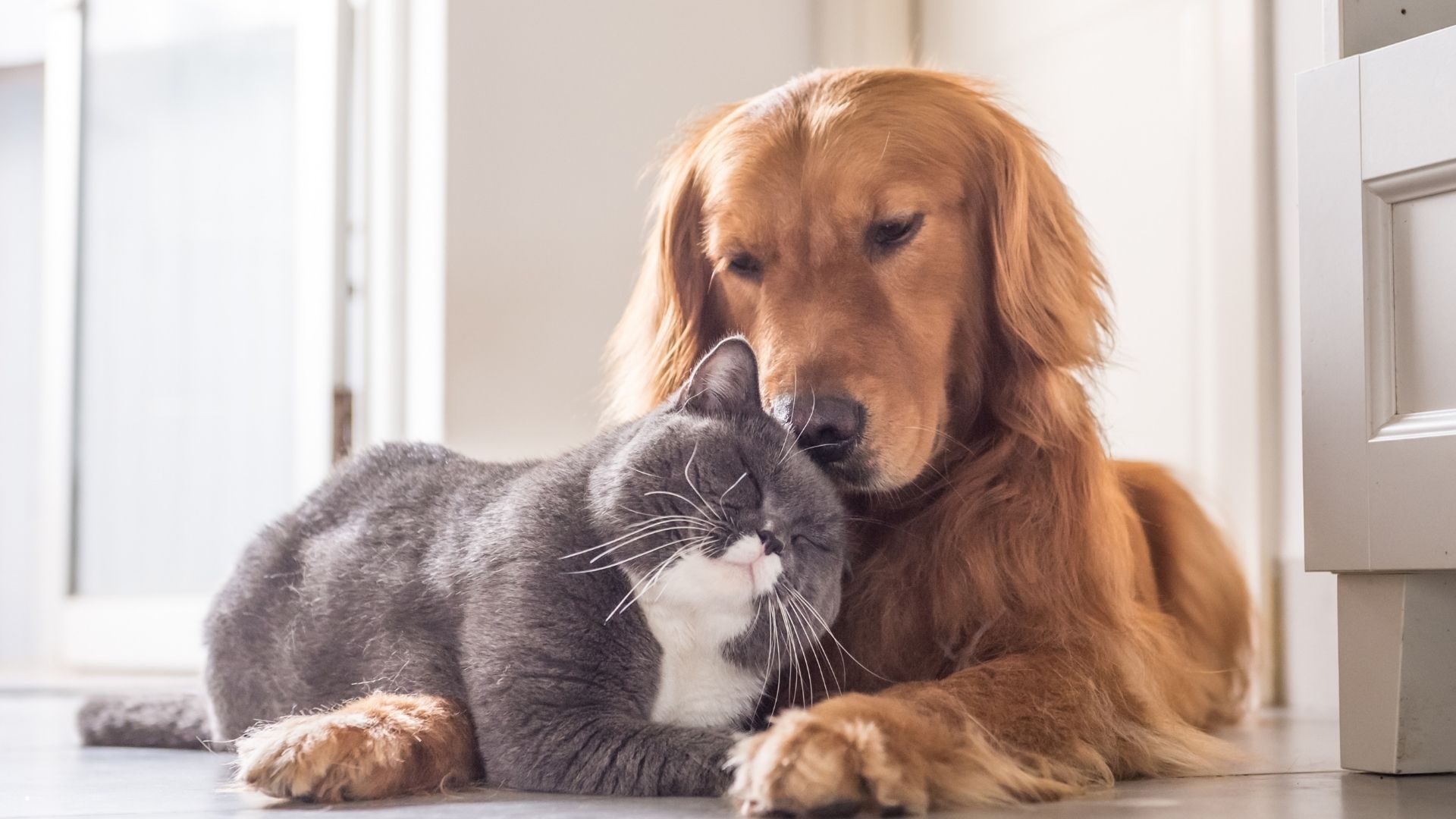 Dzień Psiaka i Kociaka w Dobrej – święto przyjaźni ludzi i zwierząt