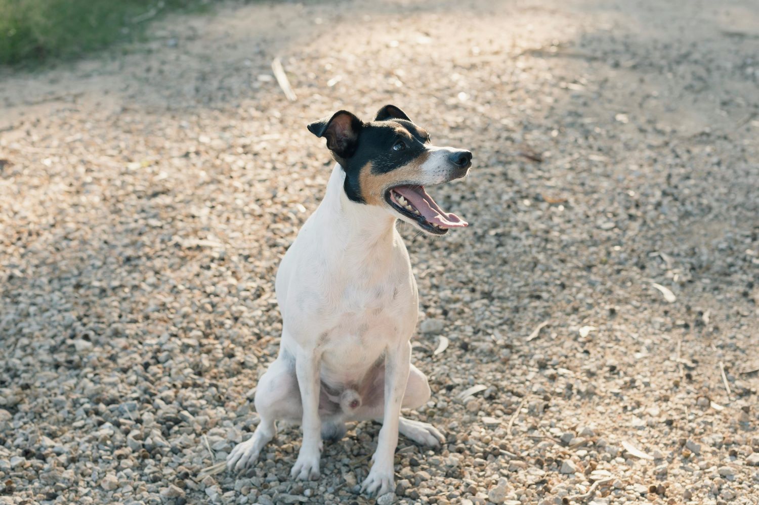 Nowe prawo ma uciszyć hałaśliwe psy? Rzecznik Praw Obywatelskich apeluje o zmiany