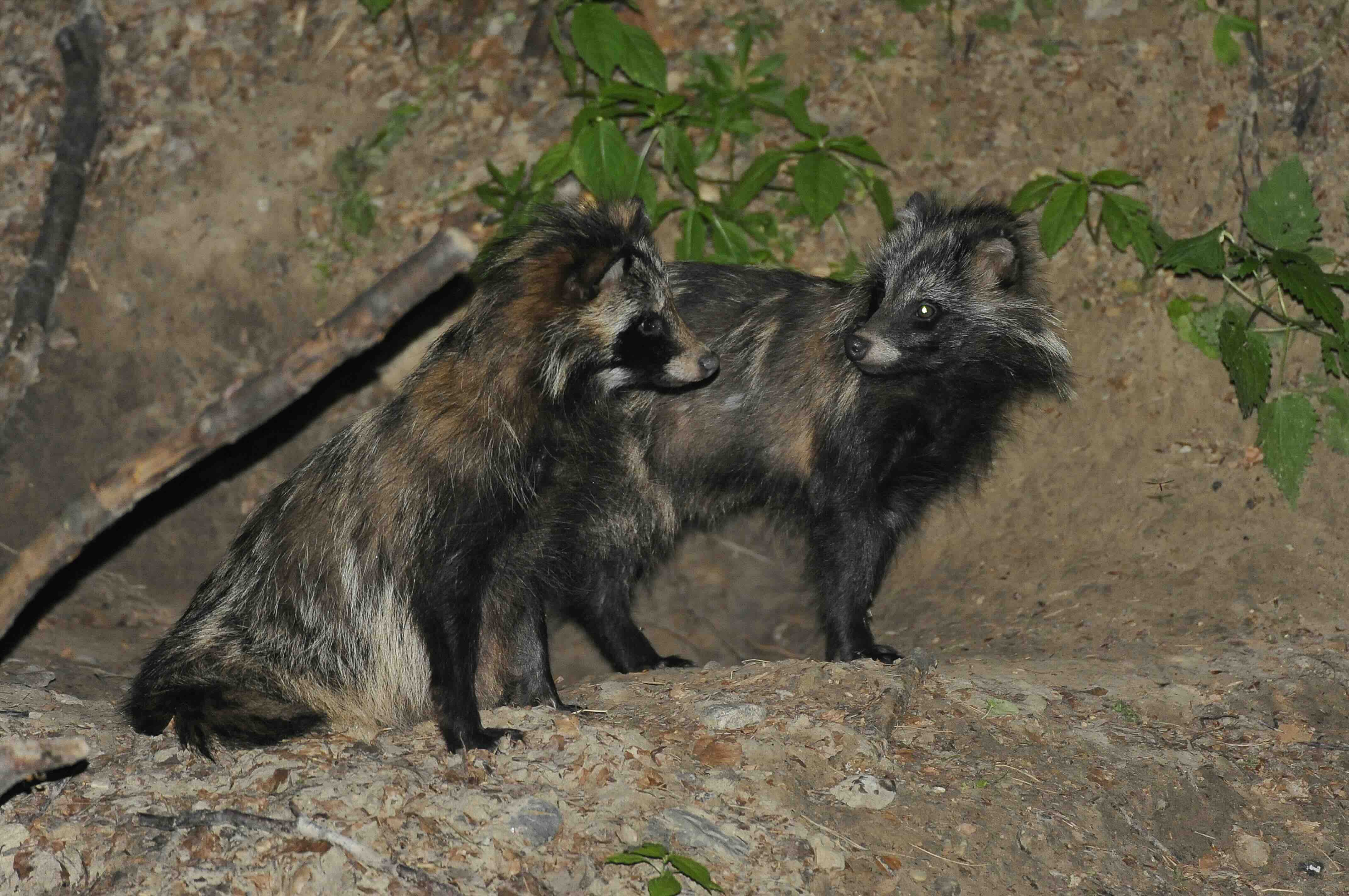 Piękne i groźne gatunki obce