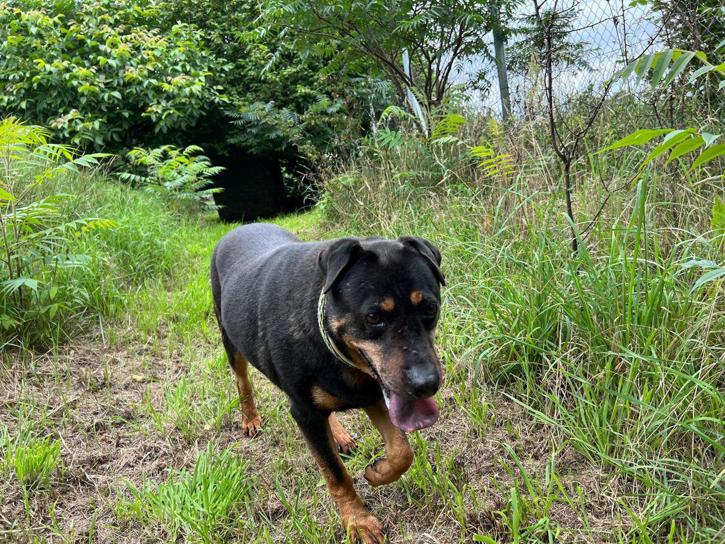 Adopcja roku. „Niewidzialny” Frodo znalazł swój dom po 8 latach